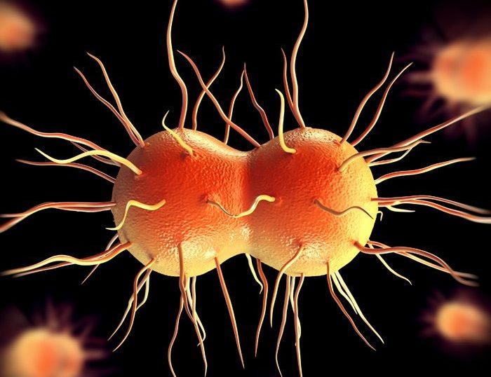 Bacteria Neisseria gonorrhoeae