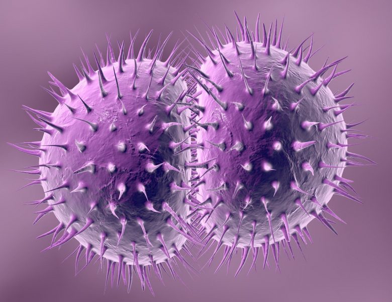 Gonorrhoea bacteria