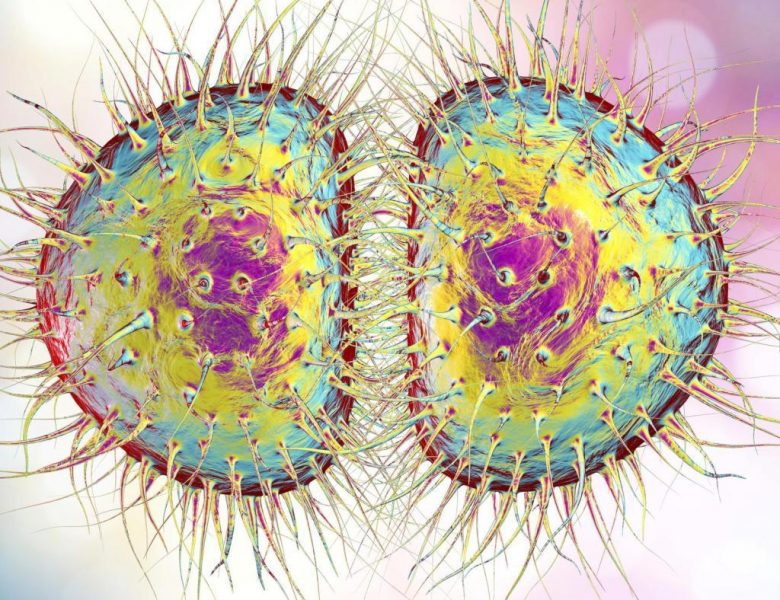 Neisseria gonorrhoeae bacteria, computer illustration