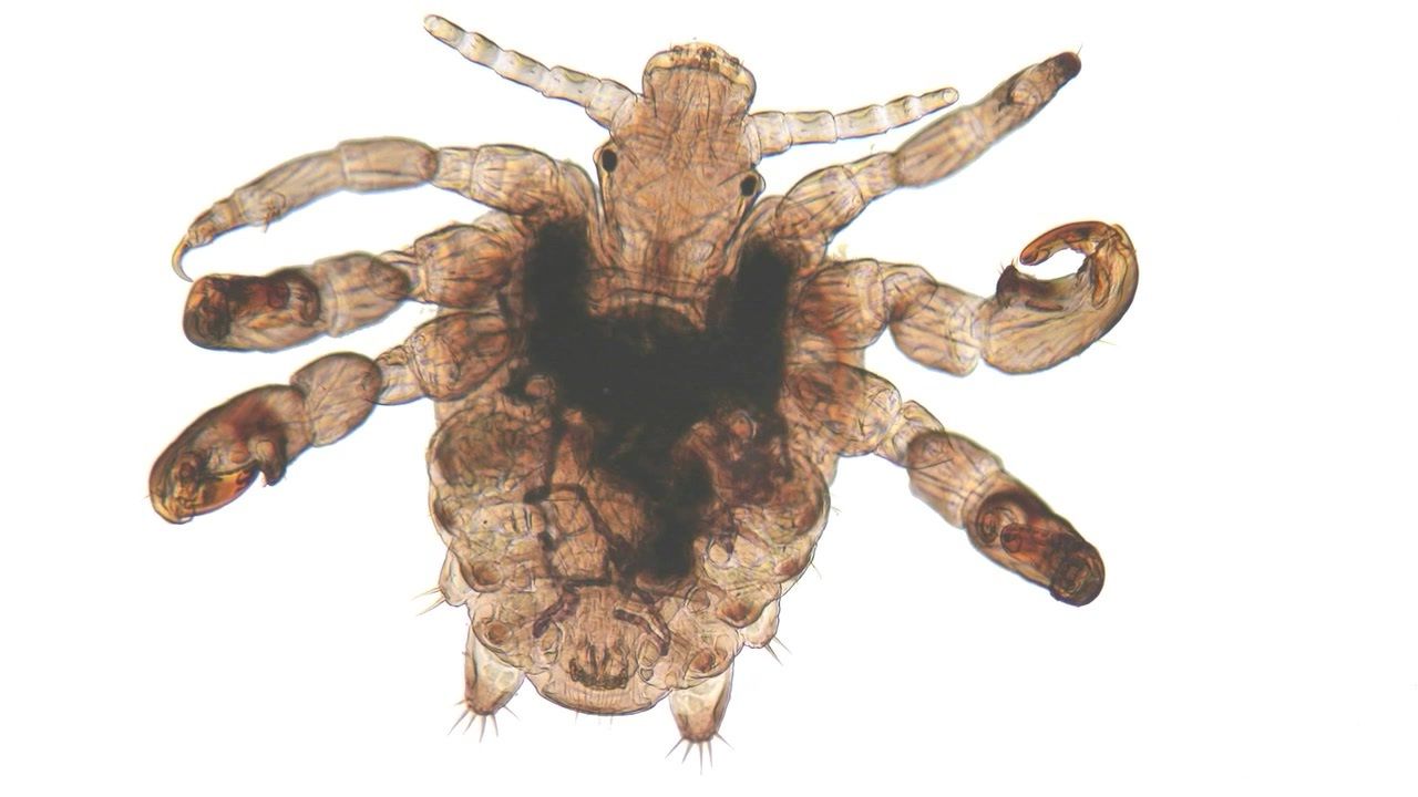 Crab Louse