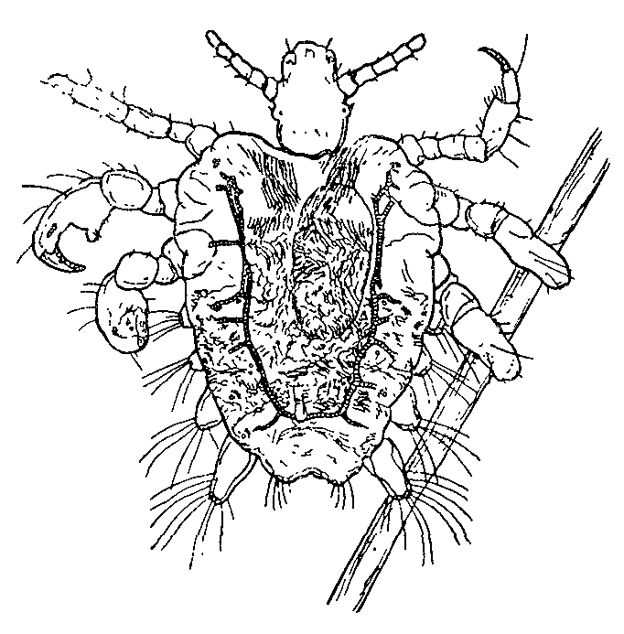 Phthirus pubis, Phthirus inguinalis