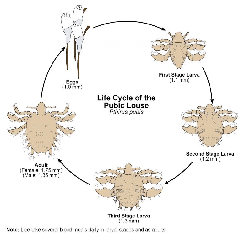Pubic Louse (Pthirus pubis) Life Cycle