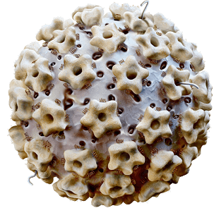 HPV