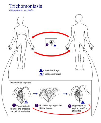 Lifecycle of Trichomonas vaginalis