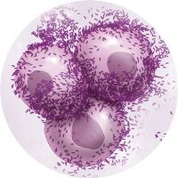 Bacterial Vaginosis (BV), Vaginitis What is bacterial vaginosis? Bacterial vaginosis is caused by changes in the balance of the vaginal flora (imbalance between a "good" Lactobacilli bacteria in the vagina and other "bad" bacteria, such as Gardnerella vaginalis). BV signs, symptoms, treatments, risk factors, outlook, complications, prevention, home remedies, pictures, facts & FAQs.