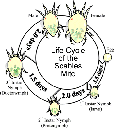 life cycle of scabies mite