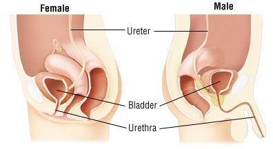 Non-gonococcal urethritis (NGU) symptoms in men and women